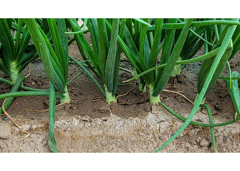 Idaho, eastern Oregon onions have a huge footprint The Packer